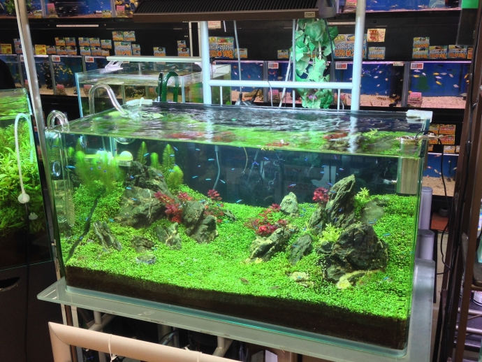 ADA RGBソーラー 新品 照明 - 魚用品/水草