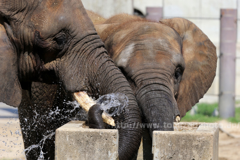 アフリカゾウさんたち、仲良く水を飲んでいます。
