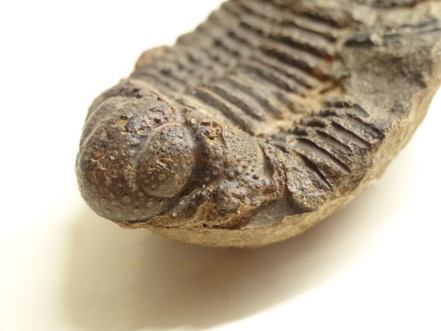 No.50 Acanthopyge balliviani アカントピゲ ボリヴィアニ | 化石と私