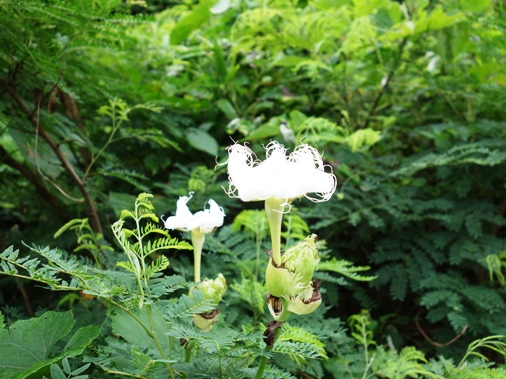 DSC04692 - 白い花