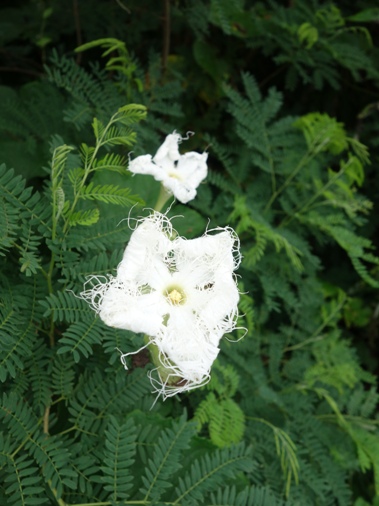 DSC04693 - 白い花