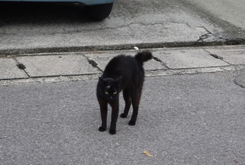 DSC01707 - 黒猫