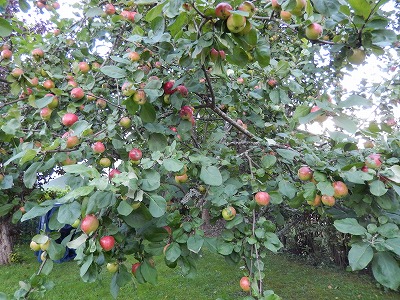 リンゴの木2