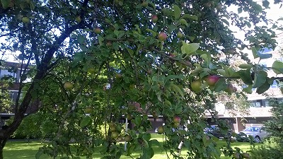 リンゴの木1
