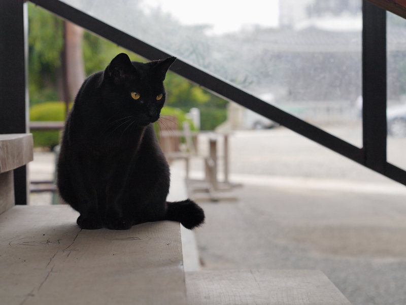 階段の黒猫の行動1