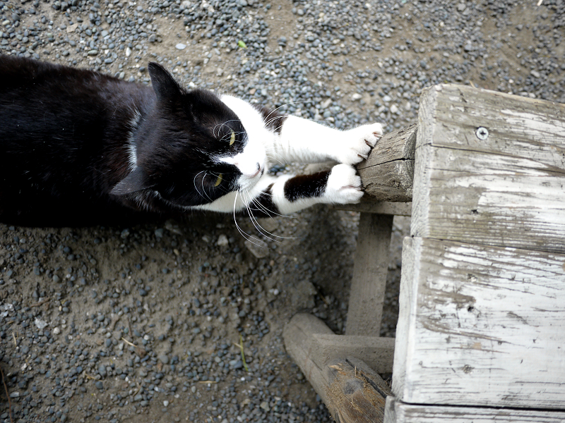 木製ベンチの脚で爪を研ぐ黒白猫