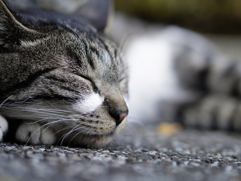 コンクリで熟睡するキジトラ猫2
