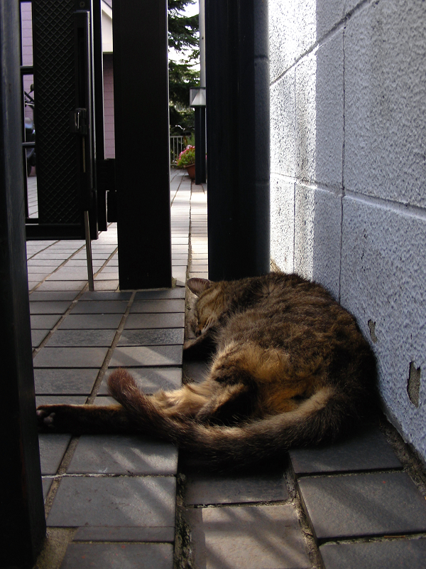 猫の美術館の門扉で寝てるキジトラ猫1
