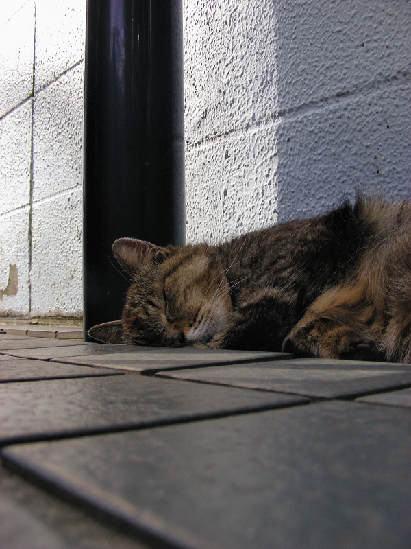 猫の美術館の門扉で寝てるキジトラ猫2
