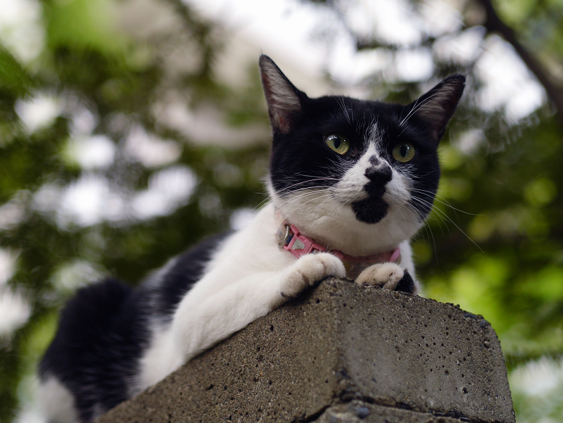 石塀の上の白黒猫1