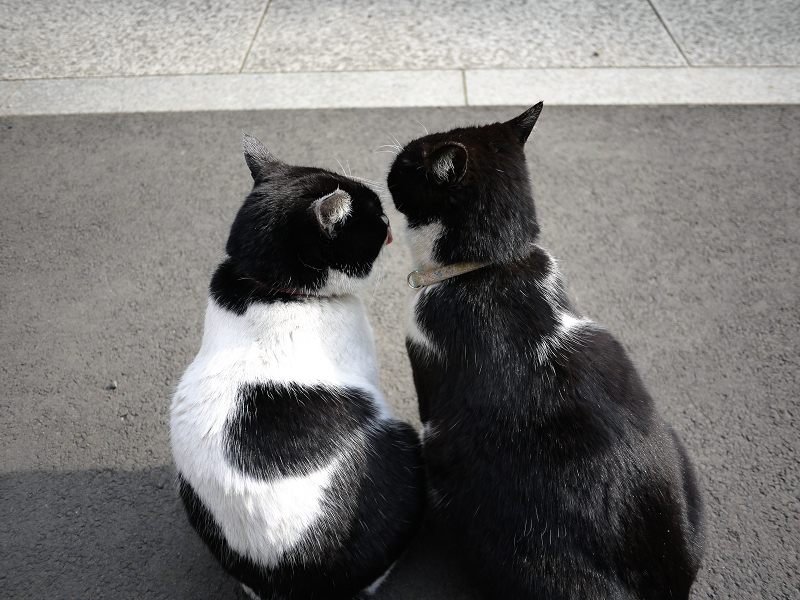 義姉義妹黒白猫3