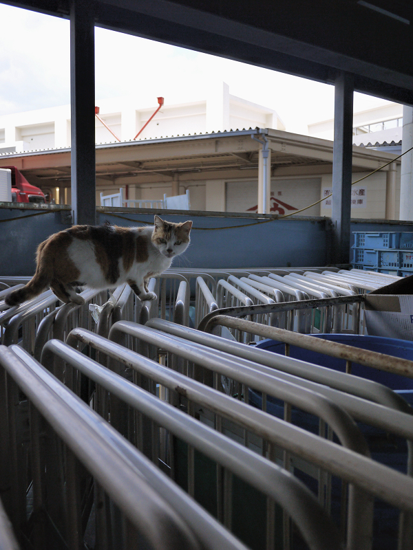 漁港の駐車場の三毛猫