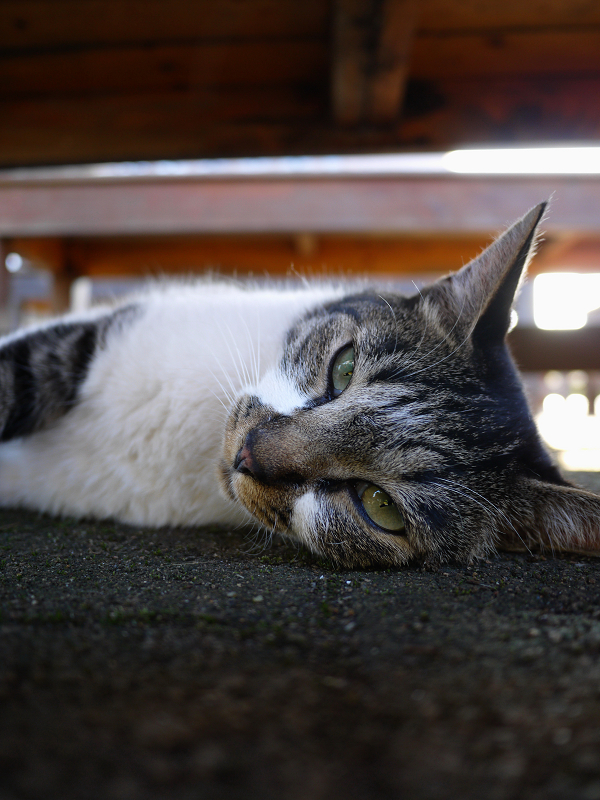 木製ベンチの下で寝てるキジ白猫1