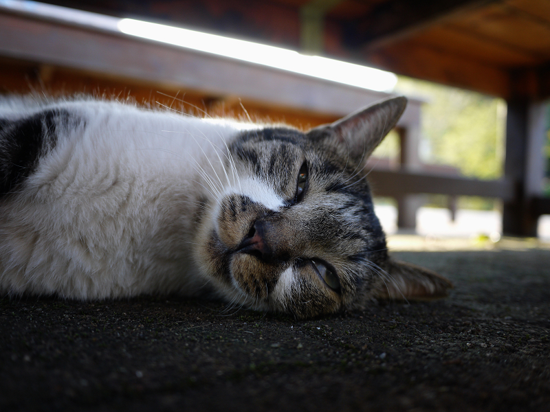 木製ベンチの下で寝てるキジ白猫3