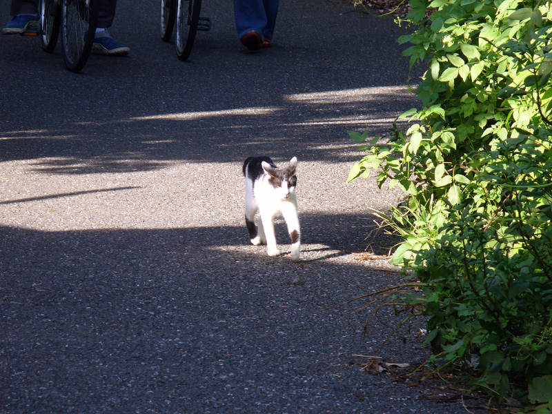 道を走って来た白黒猫1