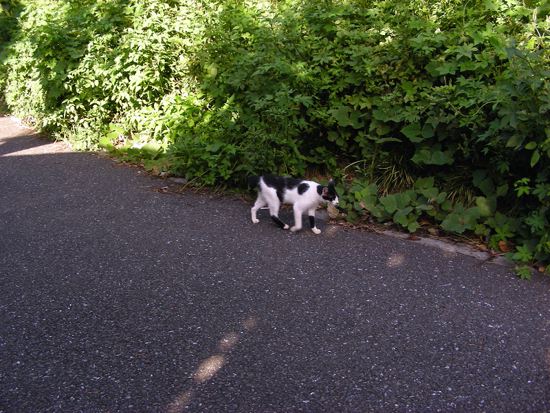 道を走って来た白黒猫2