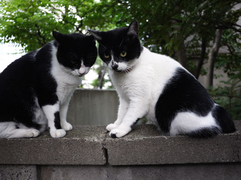 塀で睨み合った義理姉妹猫3