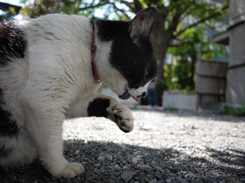 木漏れ日の境内で毛づくろいする白黒猫3