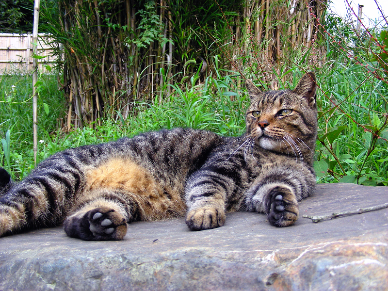 庭園の岩の上で休憩中のキジトラ猫1