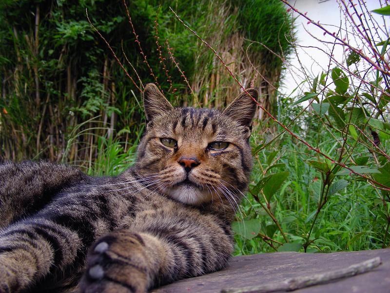庭園の岩の上で休憩中のキジトラ猫2
