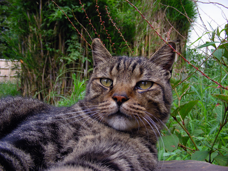 庭園の岩の上で休憩中のキジトラ猫3
