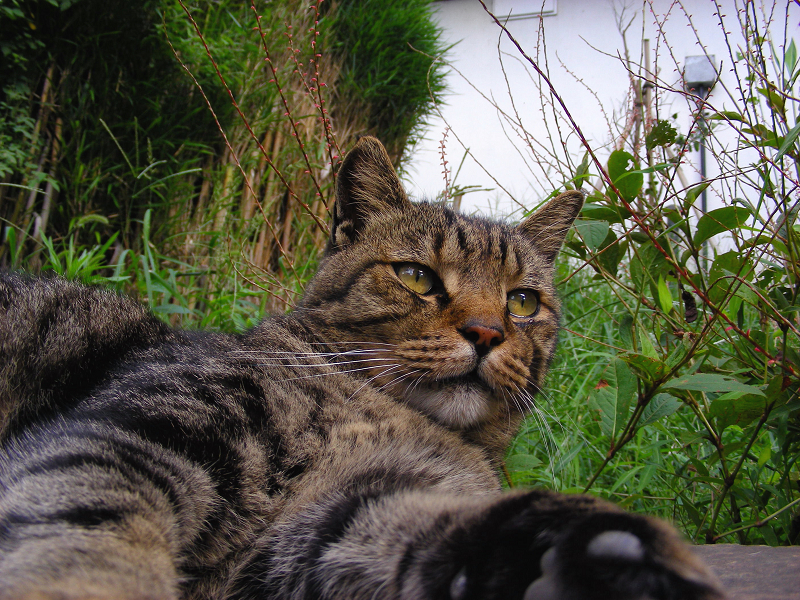 庭園の岩の上で休憩中のキジトラ猫4