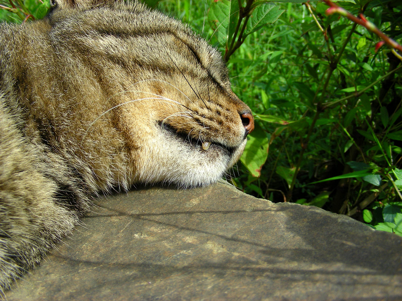 岩の上で牙を出して寝てるキジトラ猫2