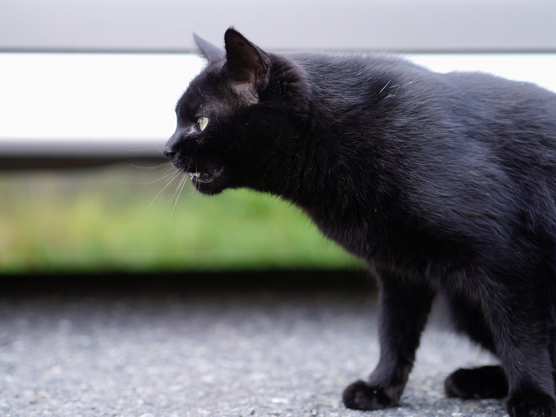 駐車場の黒猫2