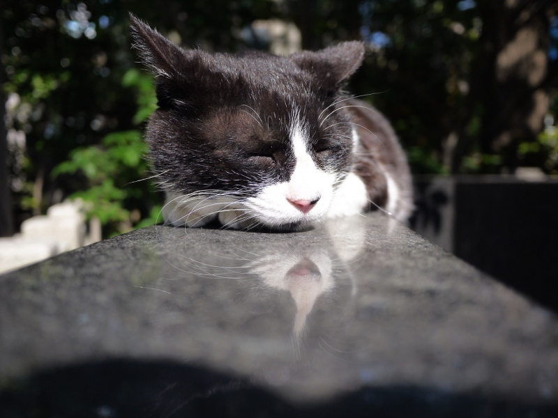 石塀の上で寝てる黒白猫