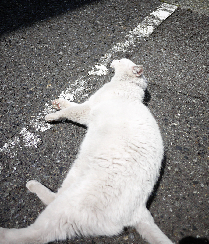 駐車場で大あくびの白猫