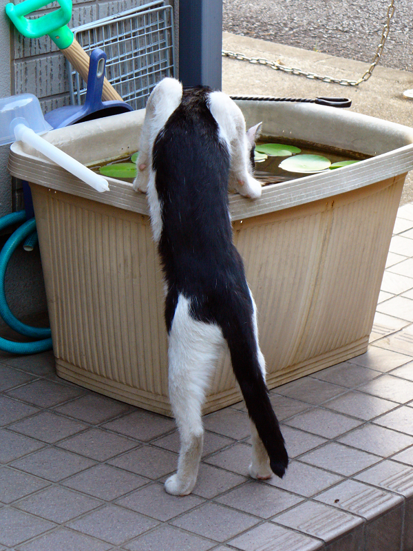 大きな水溜で水を飲む黒白猫1