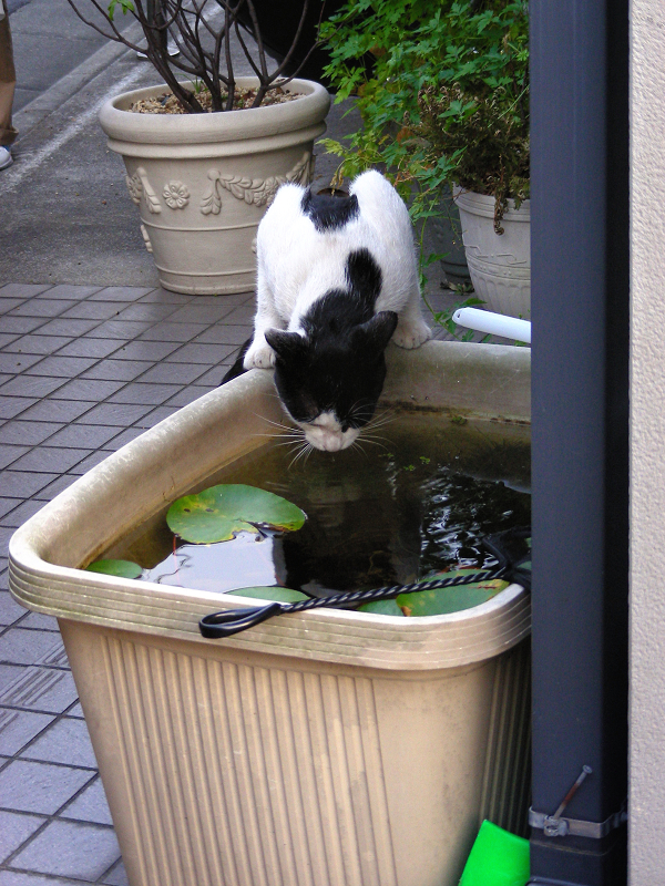 大きな水溜で水を飲む黒白猫2