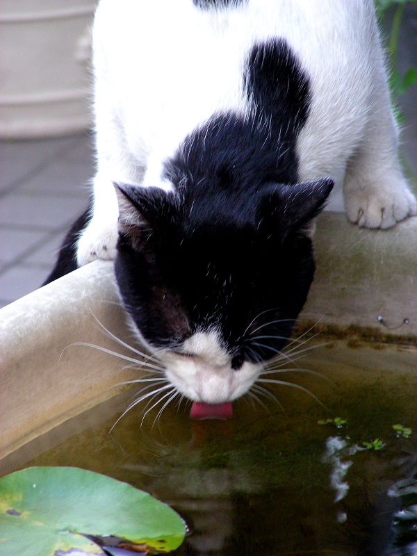 大きな水溜で水を飲む黒白猫3