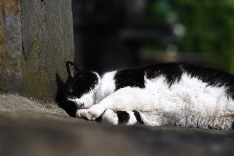 お腹まる出しで寝ている黒白猫2