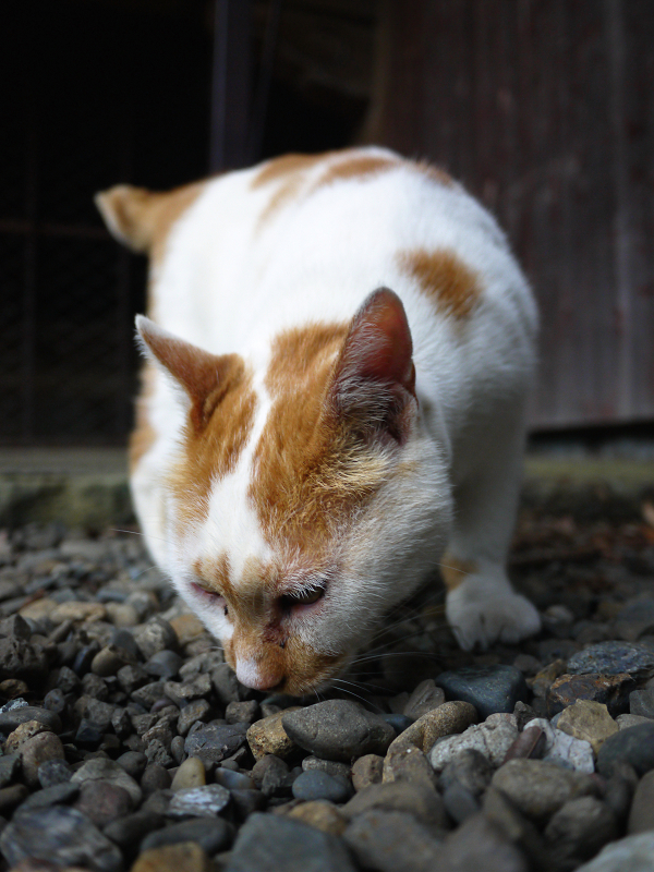 石砂利のニオイを嗅ぐ猫
