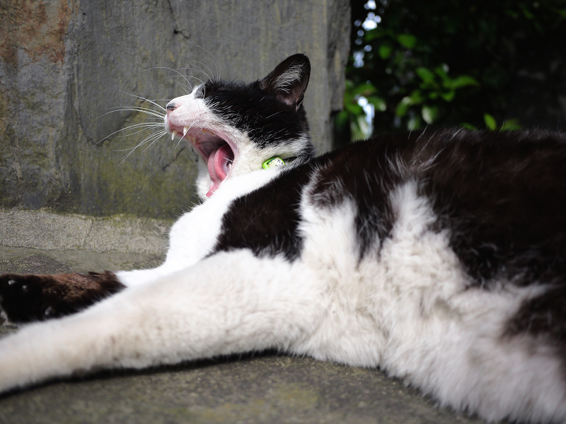 石碑の前の豪快な欠伸の黒白猫2