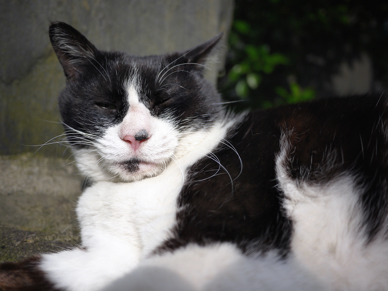 寝起き顔が不愉快そうにみえる黒白猫
