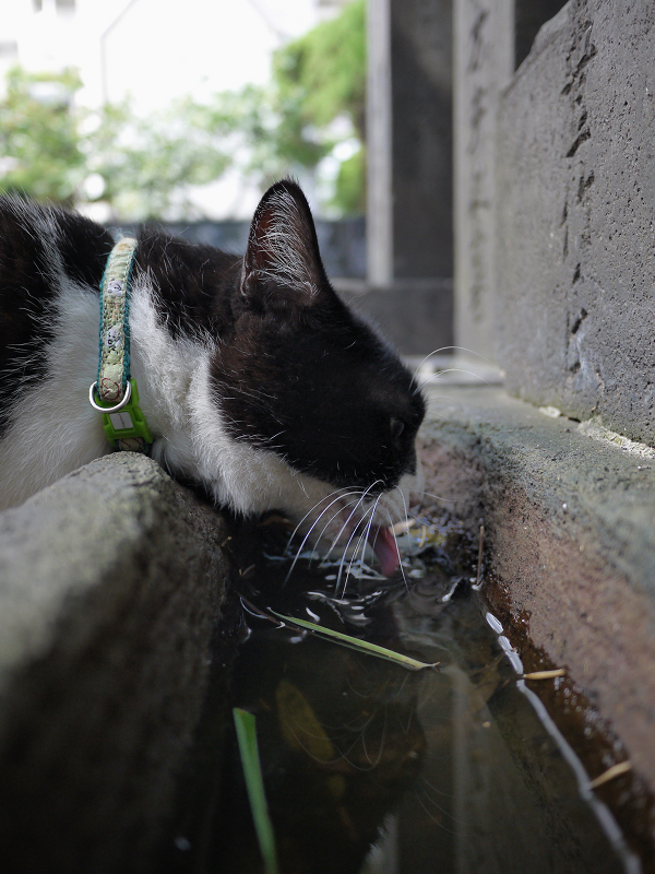 石碑の花立の水を飲む黒白猫