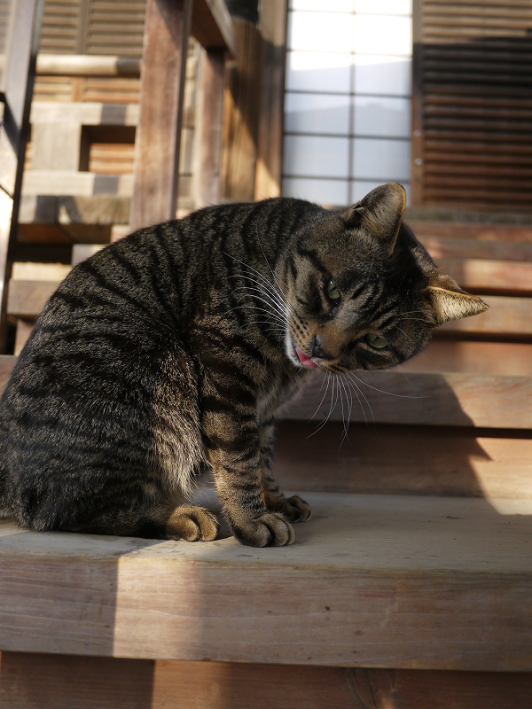本堂の階段でベロを出す猫たち2