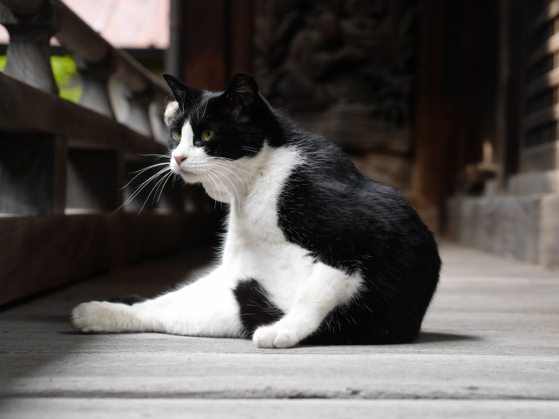 神社の濡縁の黒白猫3