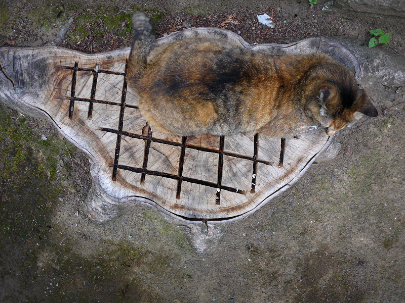 切り株とサビ柄猫1