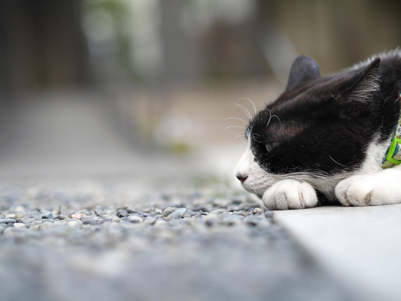 お寺の境内で涼んでる黒白猫2
