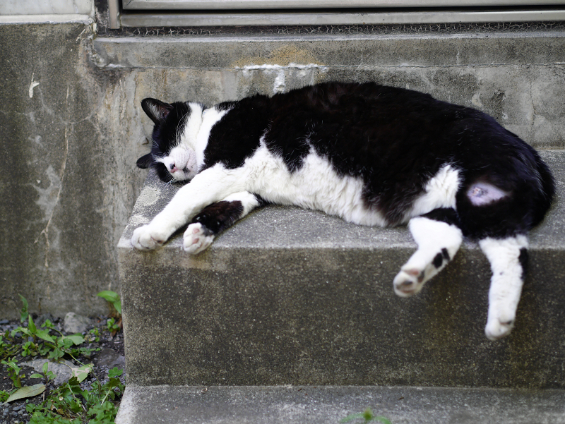 石段で療養中の黒白猫