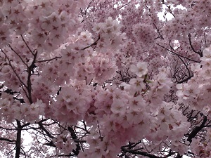 高遠桜1