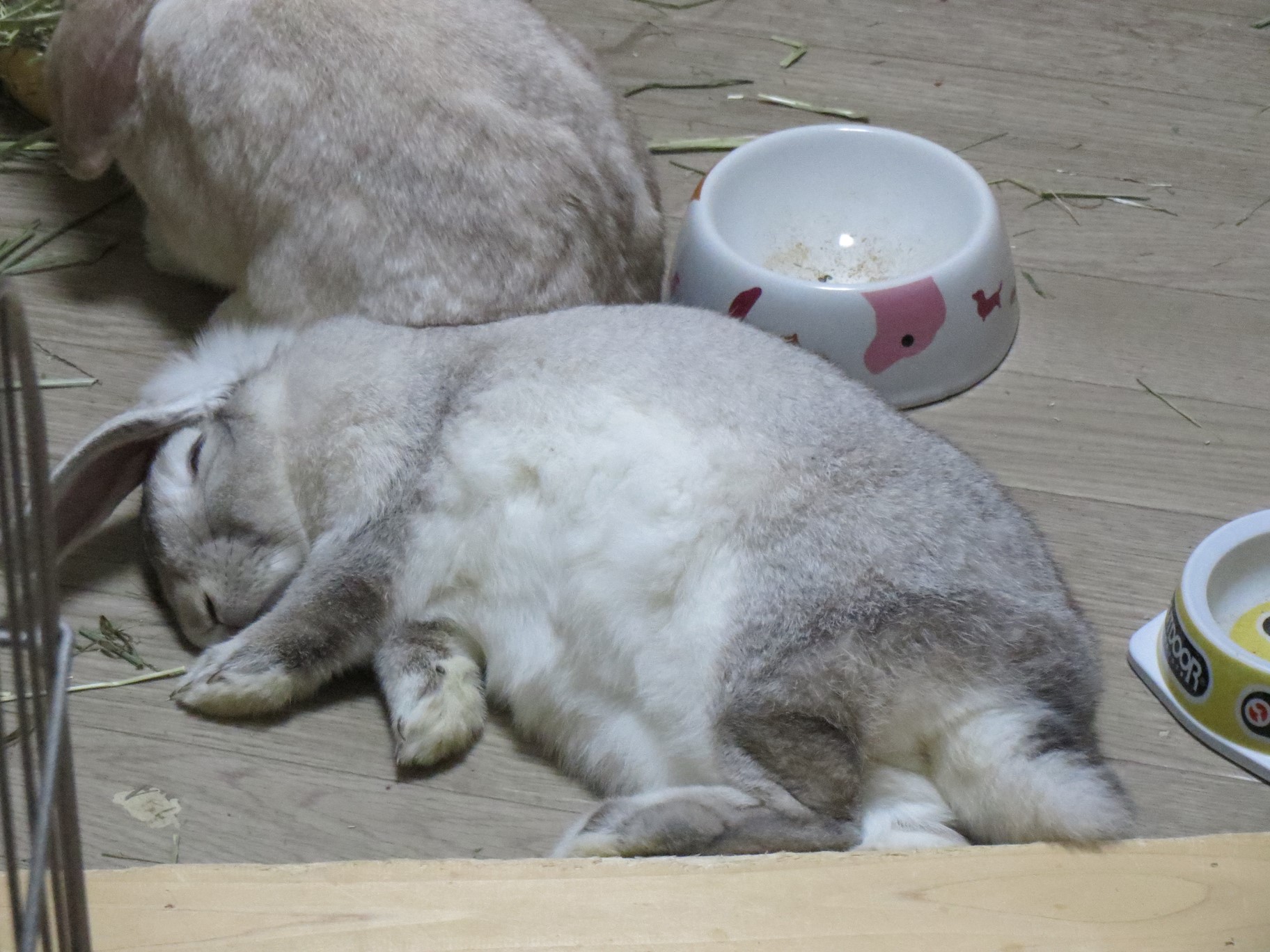 人間のように横を向いて寝るロップイヤー 猫とウサギと釣りのブログ