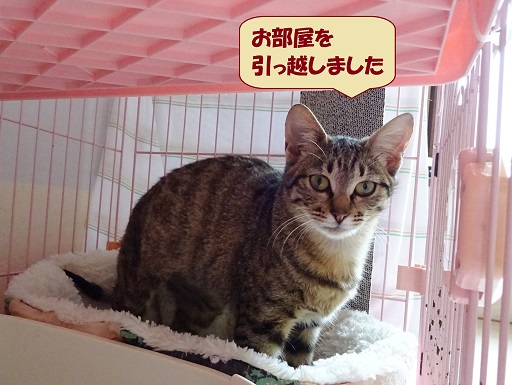 ディオーネ