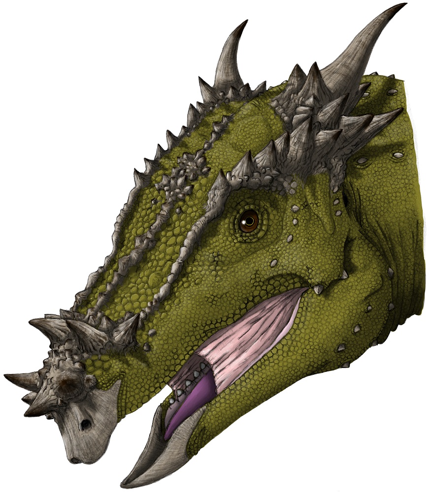 Dracorex_8.jpg