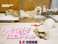 にほんブログ村 犬ブログ 犬 里親募集へ