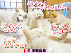 にほんブログ村 犬ブログ 犬 里親募集へ