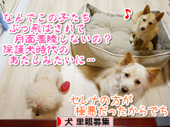にほんブログ村 犬ブログ 犬 里親募集へ